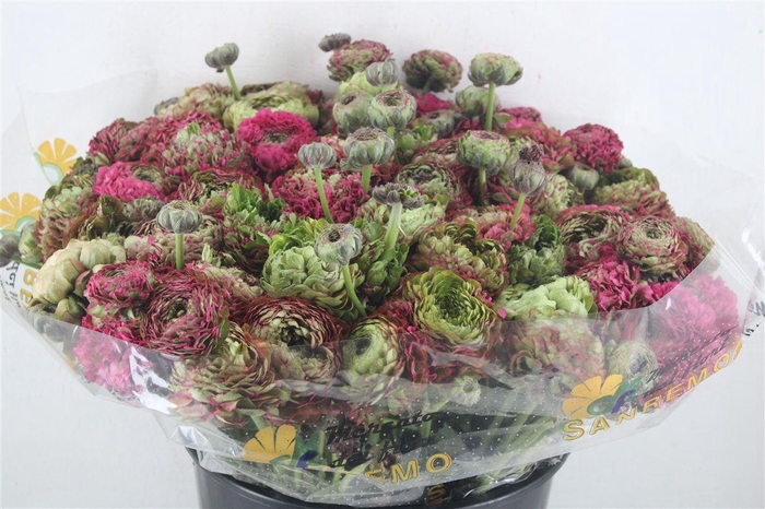 <h4>Ran Ponpon Sup Minerva</h4>