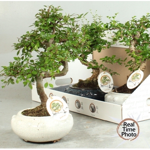 BONSAI GEM