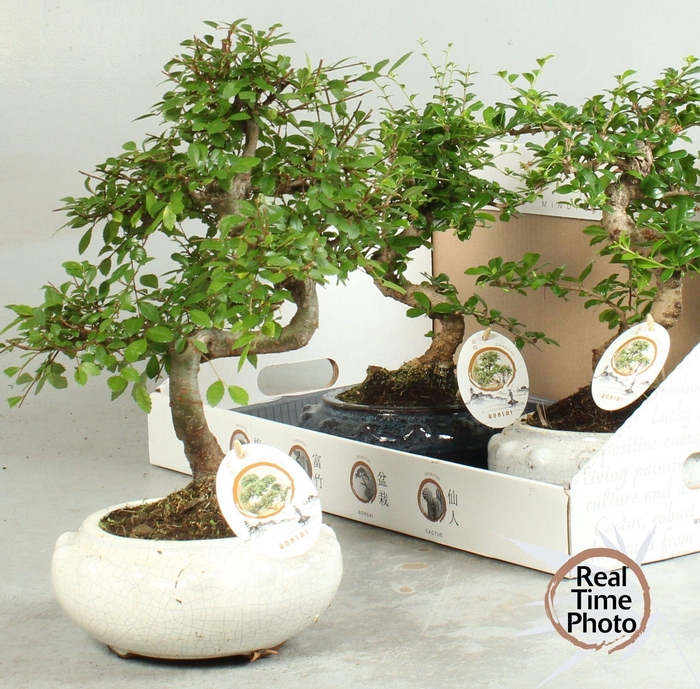 <h4>BONSAI GEM</h4>