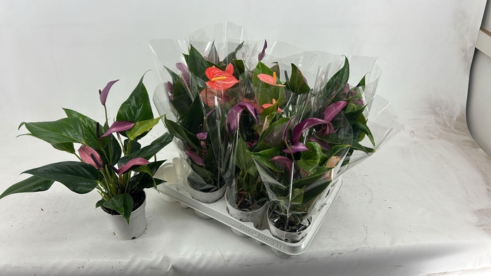 <h4>ANTHU AN GEM 4 KL</h4>