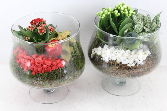 <h4>arr2 PL - Glas op voet x6 - rood/wit</h4>