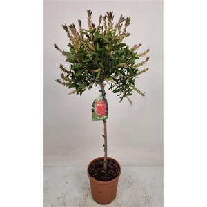 Callistemon Laevis Stem - 701