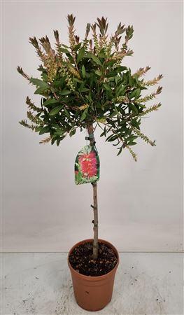 <h4>Callistemon Laevis Stem - 701</h4>