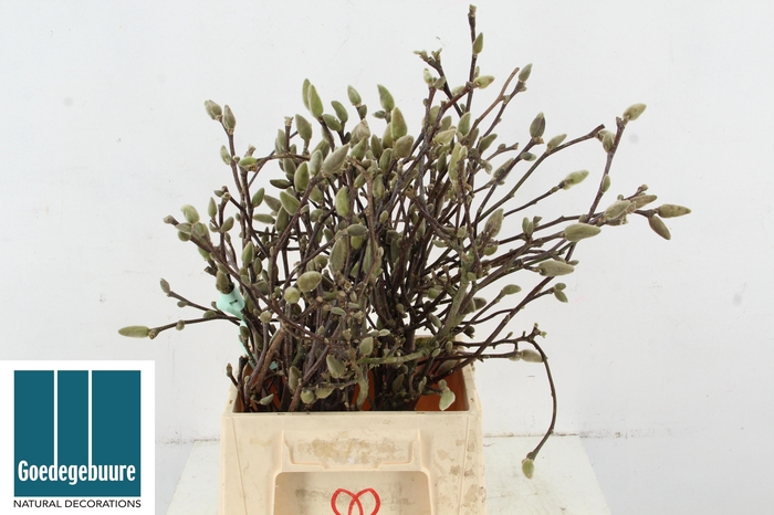 <h4>MAGNOLIA OV</h4>