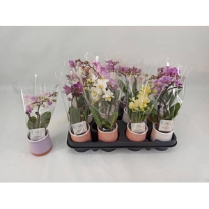 PHAL MINI