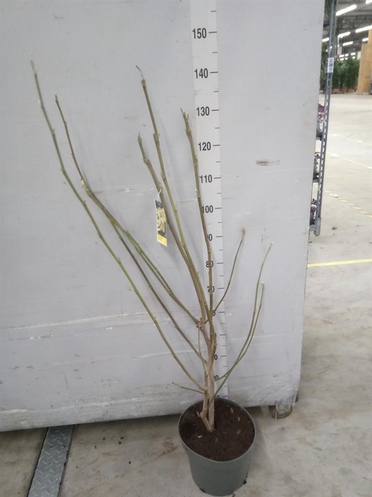 <h4>Magnolia denudata 'Yellow River'</h4>