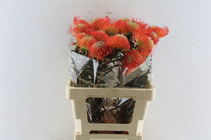 <h4>LEUCO CO SUCCESSION</h4>