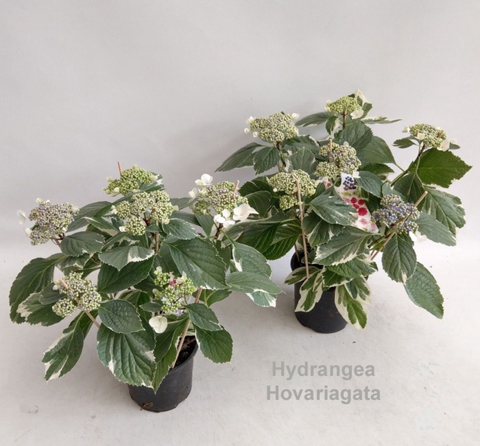 <h4>Hydrangea Hovaria</h4>