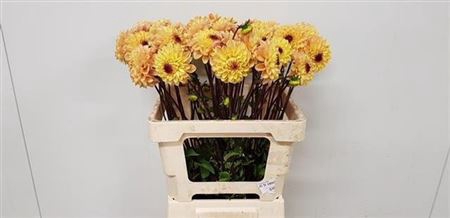 <h4>Dahl Dec Yellow Jil</h4>
