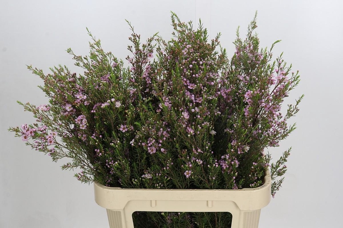 <h4>Chamelaucium Kerryn</h4>