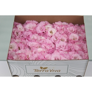 LISIANTHUS FLOR ROSA