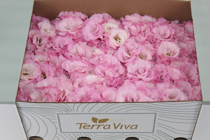 <h4>LISIANTHUS FLOR ROSA</h4>