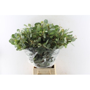 Euca Populus 300 Gram Extra Pt