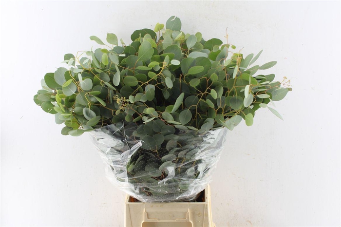 <h4>Euca Populus 300 Gram Extra Pt</h4>