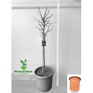 FICUS CAR BROWN TURK