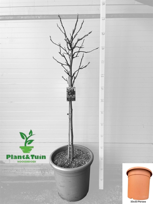 <h4>FICUS CAR BROWN TURK</h4>