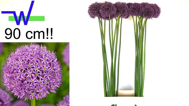 <h4>ALLIUM GLADIATOR</h4>