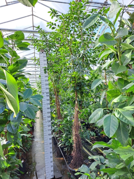 Ficus natalensis Lynn