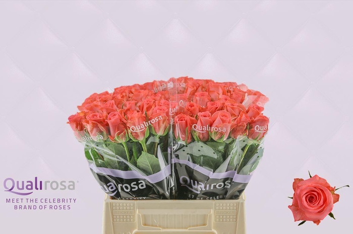 <h4>R Gr Sankara</h4>