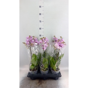 Phalaenopsis multi.   ...rose