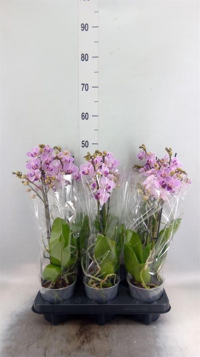 <h4>Phalaenopsis multi.   ...rose</h4>