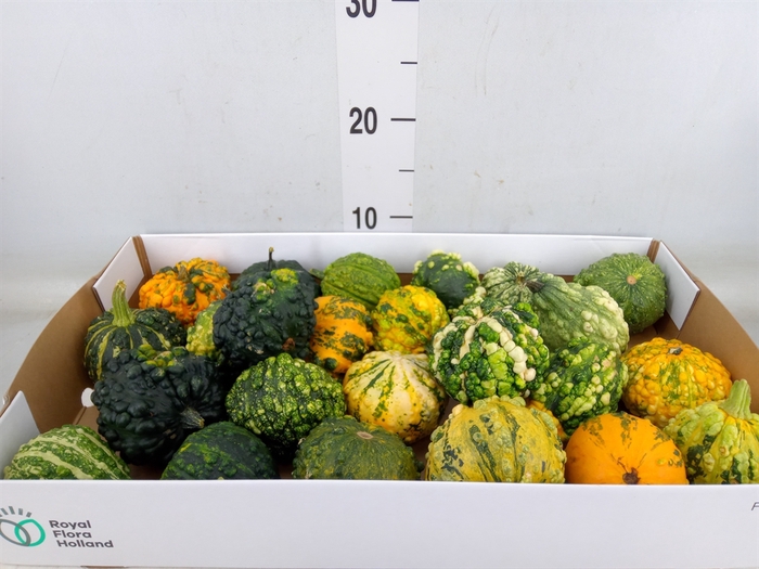 <h4>Cucurbita pepo 'Hard Warties' ..mix</h4>