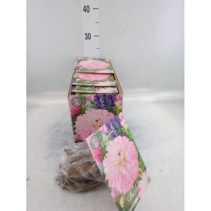 <h4>Dahlia   ...flowerbulbs</h4>