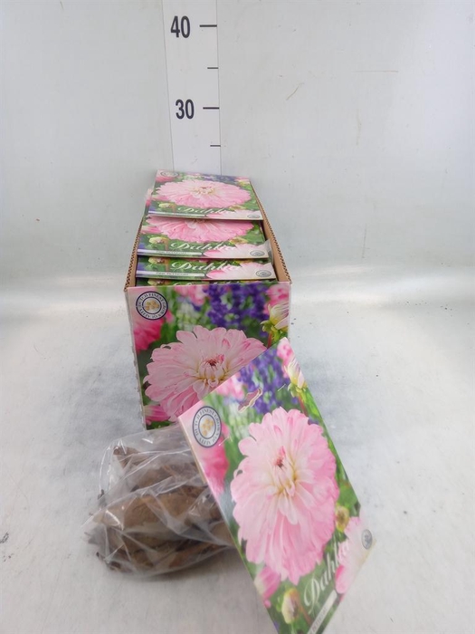 <h4>Dahlia   ...flowerbulbs</h4>