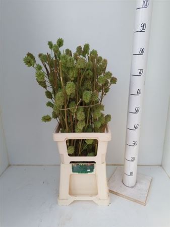<h4>GLYCYRRH YUNNANEN ZD</h4>