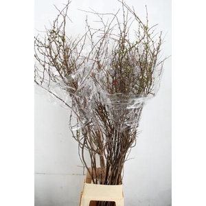 CHAENOMELES SUPERBA PINK 170CM