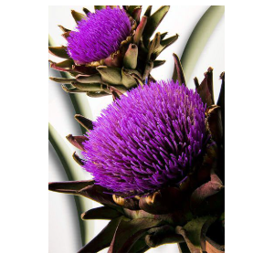 FLOR DE ALCACHOFRA