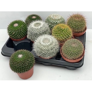 CACTUS GEM