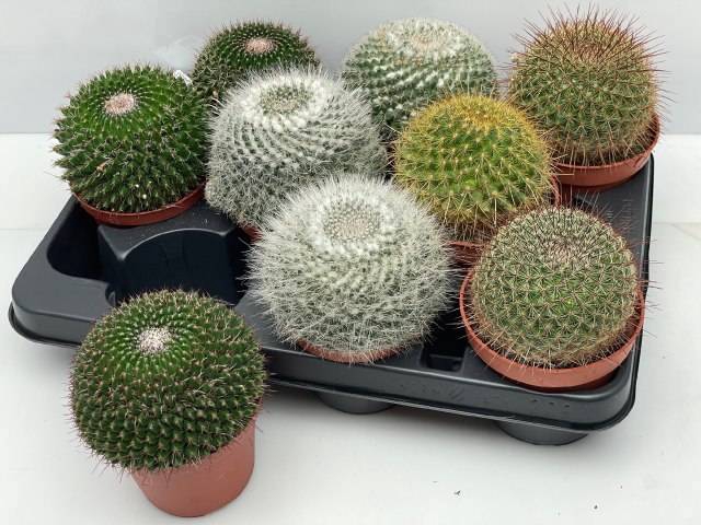 <h4>CACTUS GEM</h4>