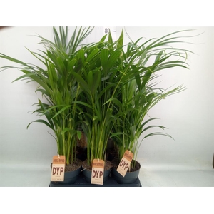 Dypsis lutescens   ...Chrysalidoca