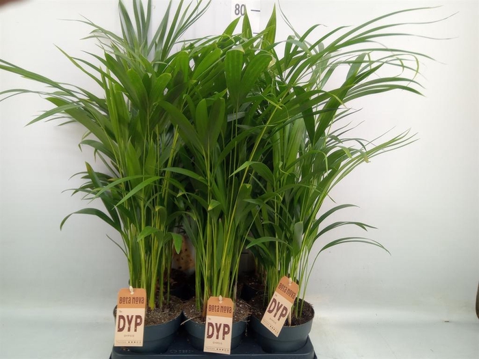 <h4>Dypsis lutescens   ...Chrysalidoca</h4>