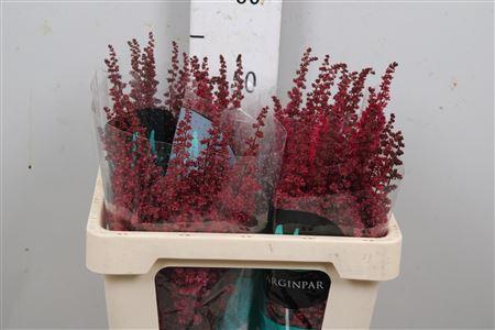 <h4>Astil Ar Fanal</h4>