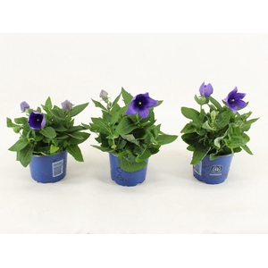 Platycodon grandiflorus Astra Blue