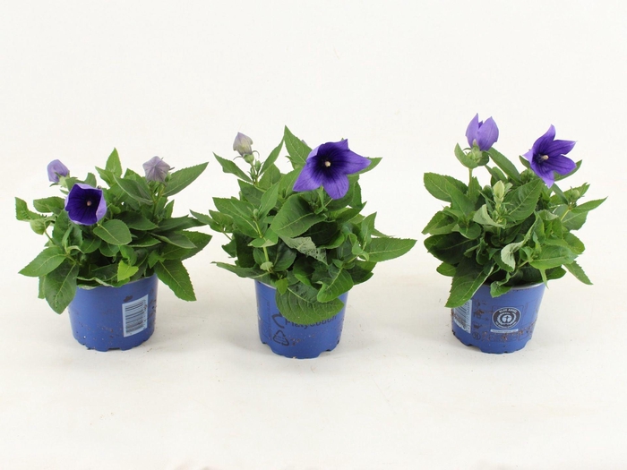 <h4>Platycodon grandiflorus Astra Blue</h4>