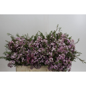 Chamelaucium Dancing Queen