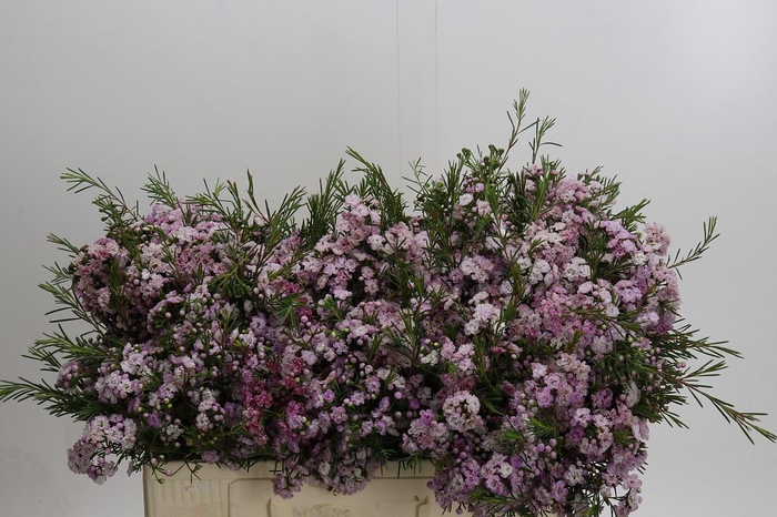 <h4>Chamelaucium Dancing Queen</h4>