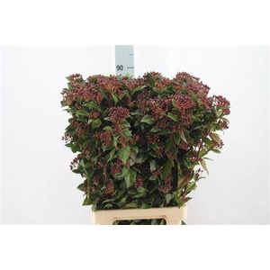 Viburnum Bes Red Xxl 80cm