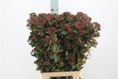 <h4>Viburnum Bes Red Xxl 80cm</h4>