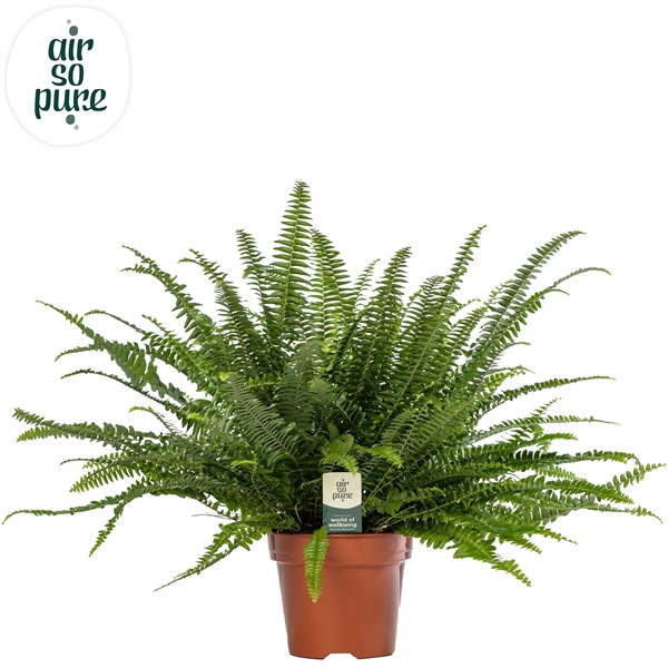 <h4>Nephrolepis Green Lady - Air So Pure</h4>