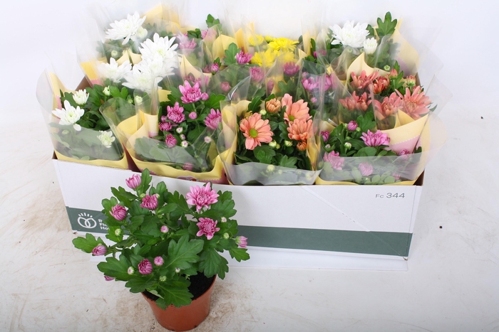 <h4>CHRYS GEM 4 KL</h4>