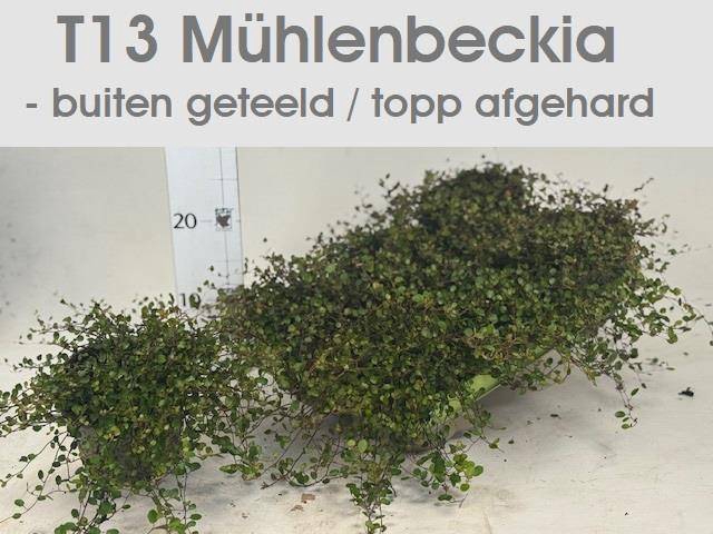 <h4>MUEHLENBECK CO MAORI</h4>