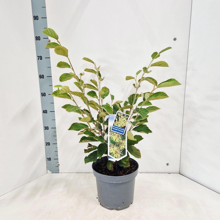 <h4>Hamamelis x intermedia Arnold Prom</h4>