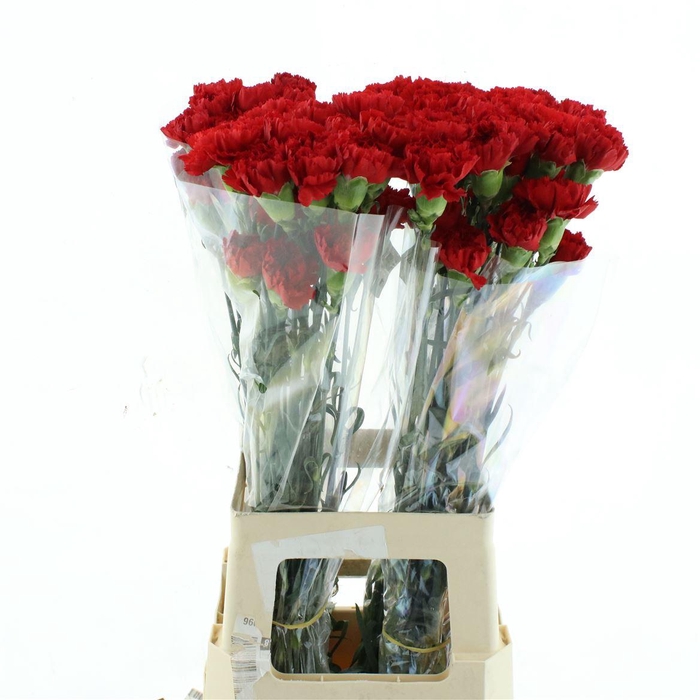 <h4>Di St Col Don Pedro</h4>