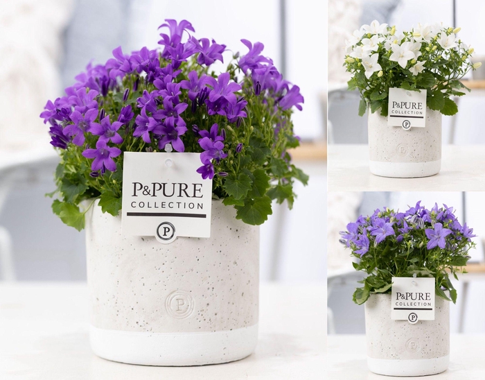 <h4>Campanula Mix Pure Jade</h4>