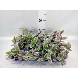 Tradescantia albif. 'Nanouk'