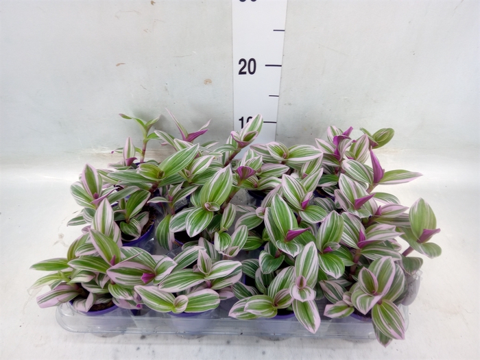 <h4>Tradescantia albif. 'Nanouk'</h4>